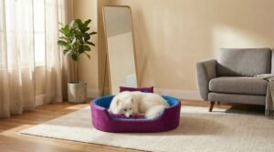 dog bed, premium dog bed, orthopedic dog bed, soft dog bed, pet bed for dogs, comfortable dog bed, washable dog bed, dog bed with cushion, premium orthopedic dog bed for large dogs, soft and comfortable dog bed with cushion, durable dog bed with PU foam support, luxury pet bed for small and medium dogs, breathable dog bed for summer and winter, stylish modern dog bed for home, lightweight dog bed easy to carry, dog bed with bone shape pillow, buy dog bed online India, best dog bed for home use, affordable premium dog bed, high quality pet bed India, dog bed under budget, cozy dog bed, luxury pet comfort bed, soft plush dog bed, designer dog bed, pet sleeping bed, dog sofa bed, dog lounger bed, pet sofa bed, round dog bed, donut dog bed, calming dog bed, anti anxiety dog bed, raised edge dog bed, bolster dog bed, dog bed with side support, dog bed with high walls, puppy bed, small dog bed, medium dog bed, large dog bed, extra large dog bed, indoor dog bed, home pet bed, dog sleeping cushion, thick padded dog bed, fluffy dog bed, soft foam dog bed, PU foam dog bed, fiber filled dog bed, eco friendly dog bed, skin friendly dog bed, hypoallergenic dog bed, non toxic pet bed, durable pet bedding, long lasting dog bed, tear resistant dog bed, chew resistant dog bed, easy to clean dog bed, machine washable pet bed, removable cover dog bed, portable dog bed, travel dog bed, foldable dog bed, lightweight pet bed, luxury dog sofa, premium pet mattress, designer pet furniture, modern pet bed, aesthetic dog bed, comfortable pet mattress, pet relaxation bed, cozy pet nest, warm dog bed for winter, cool breathable dog bed for summer, all season dog bed, anti slip base dog bed, waterproof dog bed, indoor luxury pet bed, dog bed for crate, dog bed for living room, pet accessories dog bed, best selling dog bed, trending pet products, affordable pet bedding India, online pet supplies India
