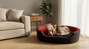 dog bed, premium dog bed, orthopedic dog bed, soft dog bed, pet bed for dogs, comfortable dog bed, washable dog bed, dog bed with cushion, premium orthopedic dog bed for large dogs, soft and comfortable dog bed with cushion, durable dog bed with PU foam support, luxury pet bed for small and medium dogs, breathable dog bed for summer and winter, stylish modern dog bed for home, lightweight dog bed easy to carry, dog bed with bone shape pillow, buy dog bed online India, best dog bed for home use, affordable premium dog bed, high quality pet bed India, dog bed under budget, cozy dog bed, luxury pet comfort bed, soft plush dog bed, designer dog bed, pet sleeping bed, dog sofa bed, dog lounger bed, pet sofa bed, round dog bed, donut dog bed, calming dog bed, anti anxiety dog bed, raised edge dog bed, bolster dog bed, dog bed with side support, dog bed with high walls, puppy bed, small dog bed, medium dog bed, large dog bed, extra large dog bed, indoor dog bed, home pet bed, dog sleeping cushion, thick padded dog bed, fluffy dog bed, soft foam dog bed, PU foam dog bed, fiber filled dog bed, eco friendly dog bed, skin friendly dog bed, hypoallergenic dog bed, non toxic pet bed, durable pet bedding, long lasting dog bed, tear resistant dog bed, chew resistant dog bed, easy to clean dog bed, machine washable pet bed, removable cover dog bed, portable dog bed, travel dog bed, foldable dog bed, lightweight pet bed, luxury dog sofa, premium pet mattress, designer pet furniture, modern pet bed, aesthetic dog bed, comfortable pet mattress, pet relaxation bed, cozy pet nest, warm dog bed for winter, cool breathable dog bed for summer, all season dog bed, anti slip base dog bed, waterproof dog bed, indoor luxury pet bed, dog bed for crate, dog bed for living room, pet accessories dog bed, best selling dog bed, trending pet products, affordable pet bedding India, online pet supplies India