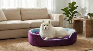 dog bed, premium dog bed, orthopedic dog bed, soft dog bed, pet bed for dogs, comfortable dog bed, washable dog bed, dog bed with cushion, premium orthopedic dog bed for large dogs, soft and comfortable dog bed with cushion, durable dog bed with PU foam support, luxury pet bed for small and medium dogs, breathable dog bed for summer and winter, stylish modern dog bed for home, lightweight dog bed easy to carry, dog bed with bone shape pillow, buy dog bed online India, best dog bed for home use, affordable premium dog bed, high quality pet bed India, dog bed under budget, cozy dog bed, luxury pet comfort bed, soft plush dog bed, designer dog bed, pet sleeping bed, dog sofa bed, dog lounger bed, pet sofa bed, round dog bed, donut dog bed, calming dog bed, anti anxiety dog bed, raised edge dog bed, bolster dog bed, dog bed with side support, dog bed with high walls, puppy bed, small dog bed, medium dog bed, large dog bed, extra large dog bed, indoor dog bed, home pet bed, dog sleeping cushion, thick padded dog bed, fluffy dog bed, soft foam dog bed, PU foam dog bed, fiber filled dog bed, eco friendly dog bed, skin friendly dog bed, hypoallergenic dog bed, non toxic pet bed, durable pet bedding, long lasting dog bed, tear resistant dog bed, chew resistant dog bed, easy to clean dog bed, machine washable pet bed, removable cover dog bed, portable dog bed, travel dog bed, foldable dog bed, lightweight pet bed, luxury dog sofa, premium pet mattress, designer pet furniture, modern pet bed, aesthetic dog bed, comfortable pet mattress, pet relaxation bed, cozy pet nest, warm dog bed for winter, cool breathable dog bed for summer, all season dog bed, anti slip base dog bed, waterproof dog bed, indoor luxury pet bed, dog bed for crate, dog bed for living room, pet accessories dog bed, best selling dog bed, trending pet products, affordable pet bedding India, online pet supplies India