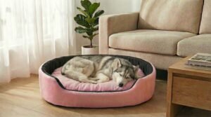 dog bed, premium dog bed, orthopedic dog bed, soft dog bed, pet bed for dogs, comfortable dog bed, washable dog bed, dog bed with cushion, premium orthopedic dog bed for large dogs, soft and comfortable dog bed with cushion, durable dog bed with PU foam support, luxury pet bed for small and medium dogs, breathable dog bed for summer and winter, stylish modern dog bed for home, lightweight dog bed easy to carry, dog bed with bone shape pillow, buy dog bed online India, best dog bed for home use, affordable premium dog bed, high quality pet bed India, dog bed under budget, cozy dog bed, luxury pet comfort bed, soft plush dog bed, designer dog bed, pet sleeping bed, dog sofa bed, dog lounger bed, pet sofa bed, round dog bed, donut dog bed, calming dog bed, anti anxiety dog bed, raised edge dog bed, bolster dog bed, dog bed with side support, dog bed with high walls, puppy bed, small dog bed, medium dog bed, large dog bed, extra large dog bed, indoor dog bed, home pet bed, dog sleeping cushion, thick padded dog bed, fluffy dog bed, soft foam dog bed, PU foam dog bed, fiber filled dog bed, eco friendly dog bed, skin friendly dog bed, hypoallergenic dog bed, non toxic pet bed, durable pet bedding, long lasting dog bed, tear resistant dog bed, chew resistant dog bed, easy to clean dog bed, machine washable pet bed, removable cover dog bed, portable dog bed, travel dog bed, foldable dog bed, lightweight pet bed, luxury dog sofa, premium pet mattress, designer pet furniture, modern pet bed, aesthetic dog bed, comfortable pet mattress, pet relaxation bed, cozy pet nest, warm dog bed for winter, cool breathable dog bed for summer, all season dog bed, anti slip base dog bed, waterproof dog bed, indoor luxury pet bed, dog bed for crate, dog bed for living room, pet accessories dog bed, best selling dog bed, trending pet products, affordable pet bedding India, online pet supplies India